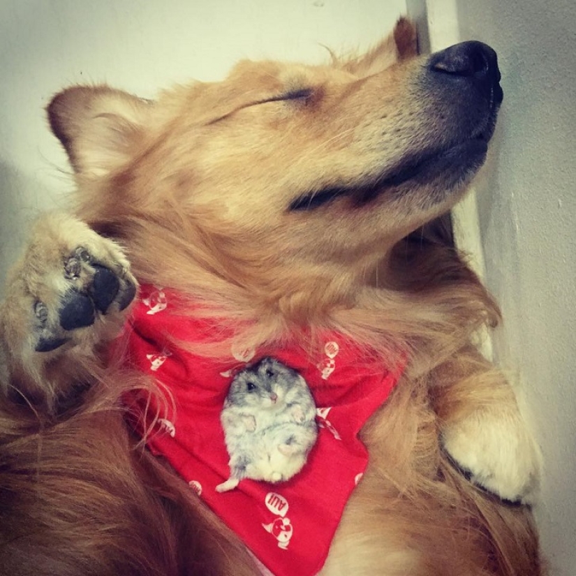 Golden Retriever Bob is the new facebook star