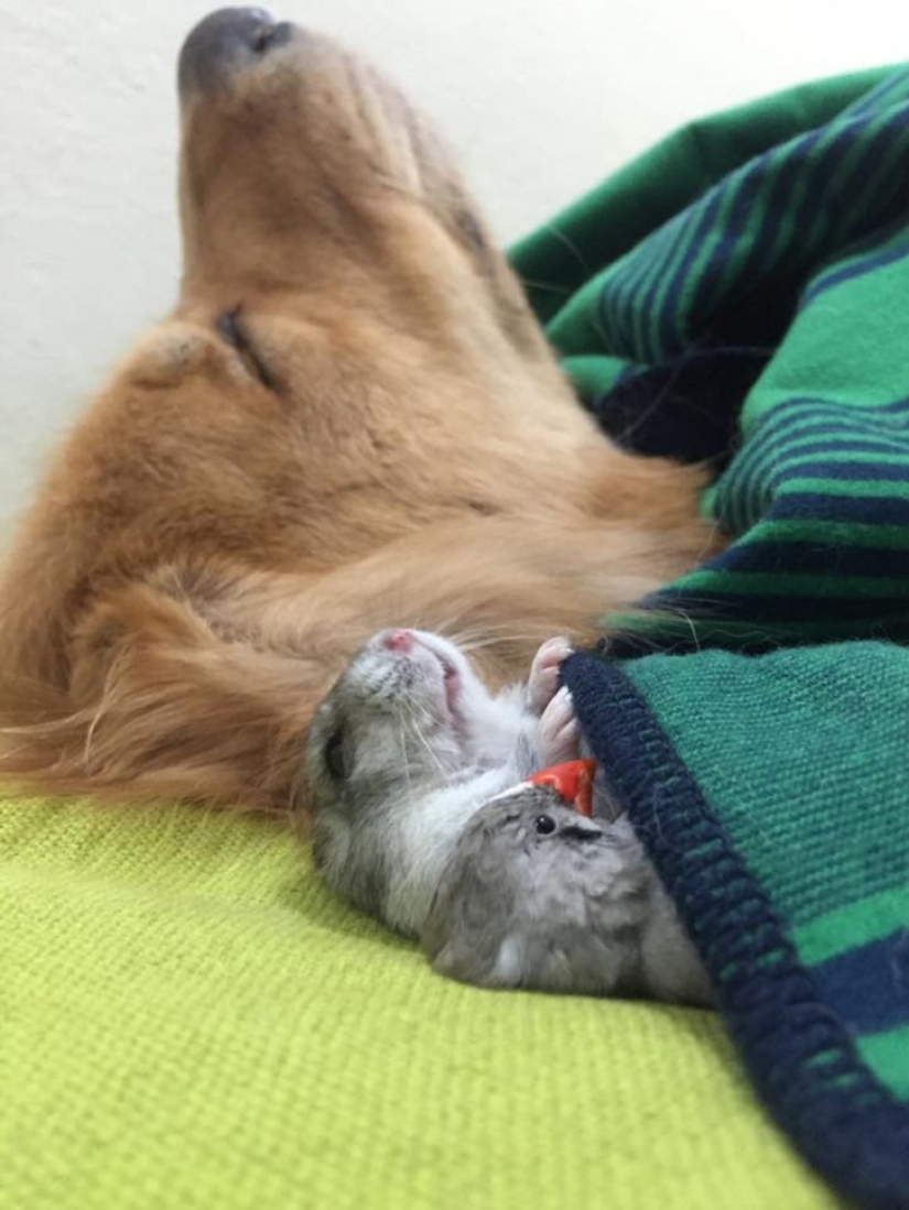 Golden Retriever Bob is the new facebook star