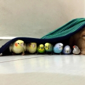 Golden Retriever Bob is the new facebook star