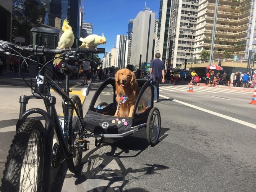 Golden Retriever Bob is the new facebook star