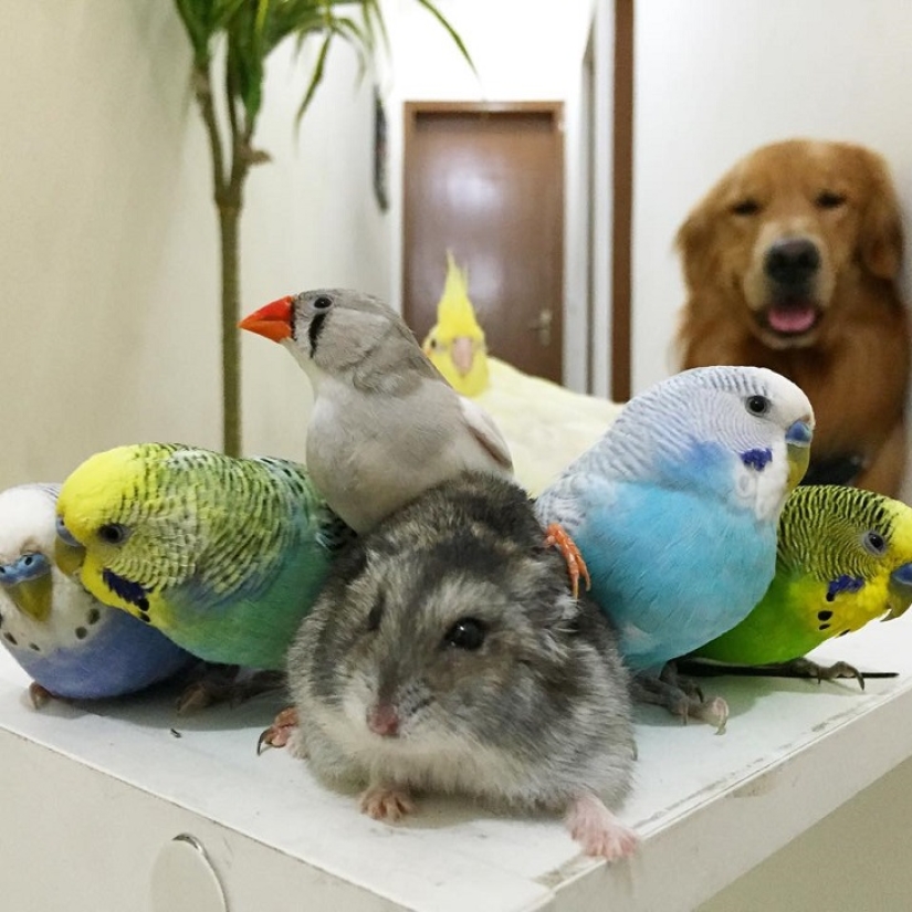 Golden Retriever Bob is the new facebook star