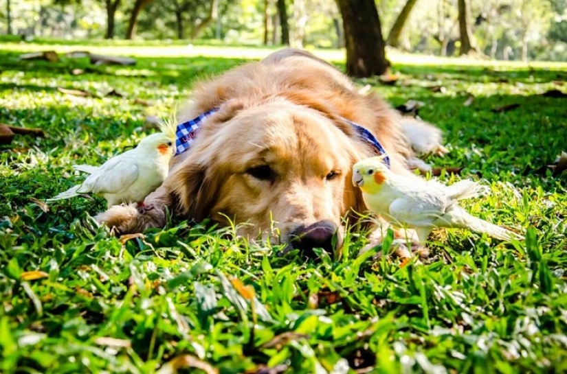 Golden Retriever Bob is the new facebook star