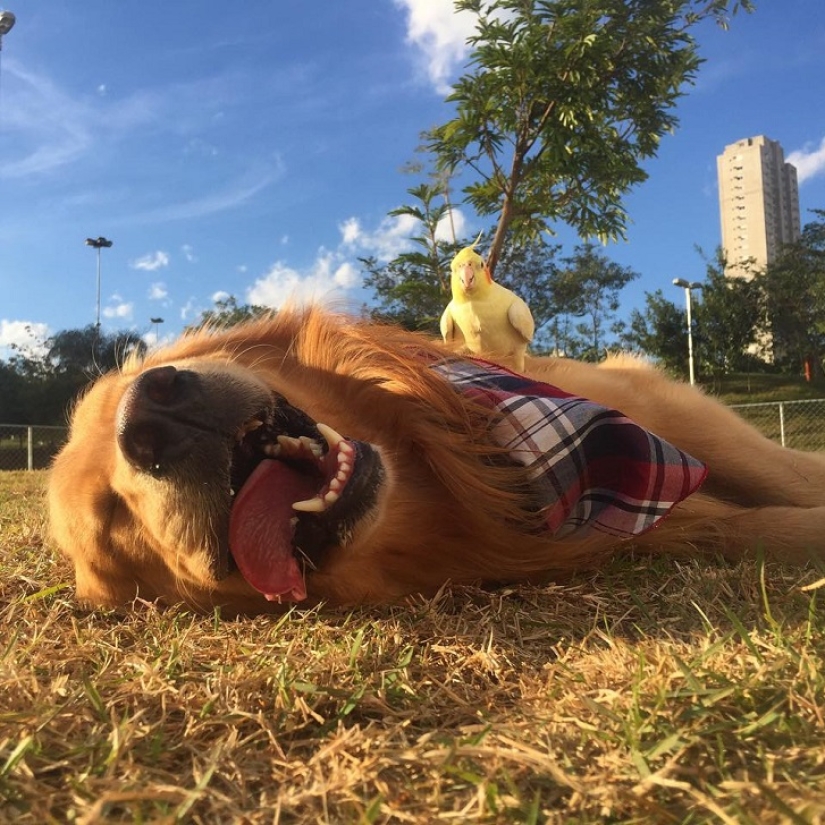 Golden Retriever Bob is the new facebook star