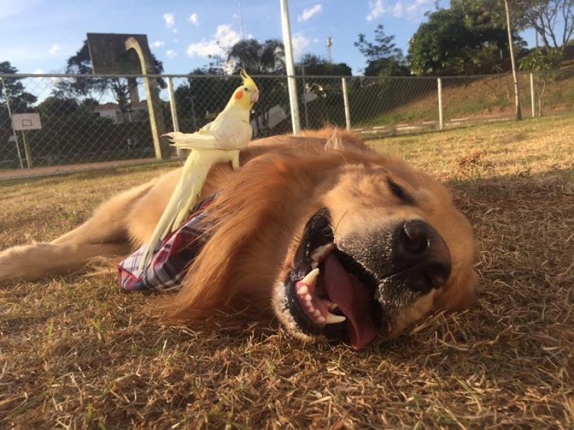 Golden Retriever Bob is the new facebook star