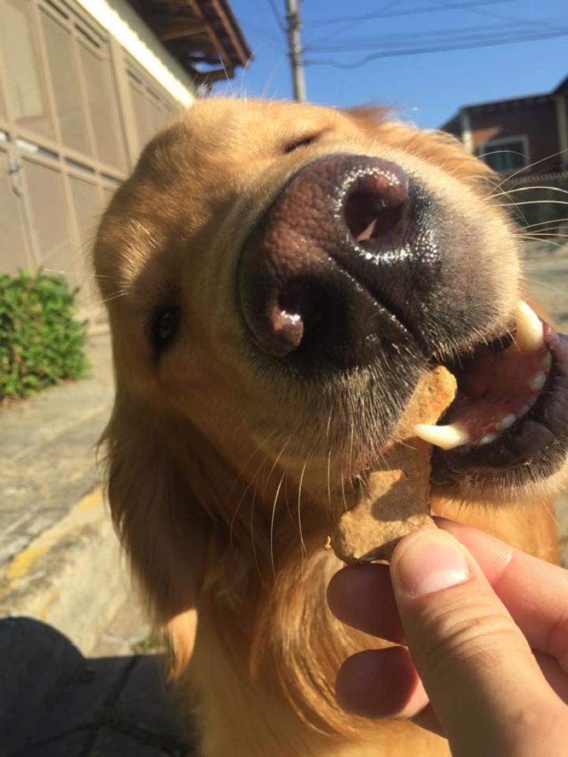Golden Retriever Bob is the new facebook star