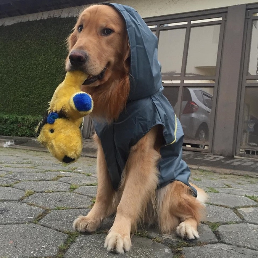 Golden Retriever Bob is the new facebook star