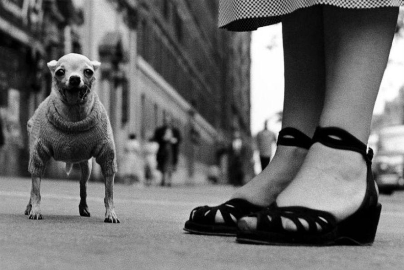 Golpes irónicos de Elliott Erwitt