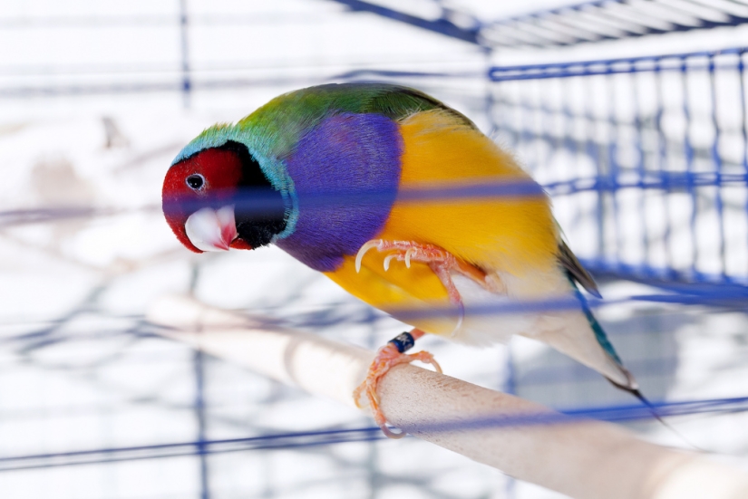 Gould's finches are one of the brightest and most beautiful birds.