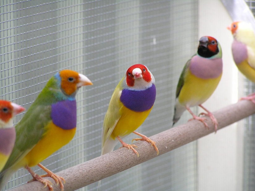 Gould's finches are one of the brightest and most beautiful birds.
