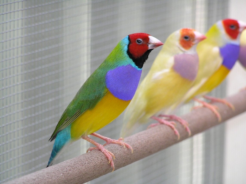 Gould's finches are one of the brightest and most beautiful birds.