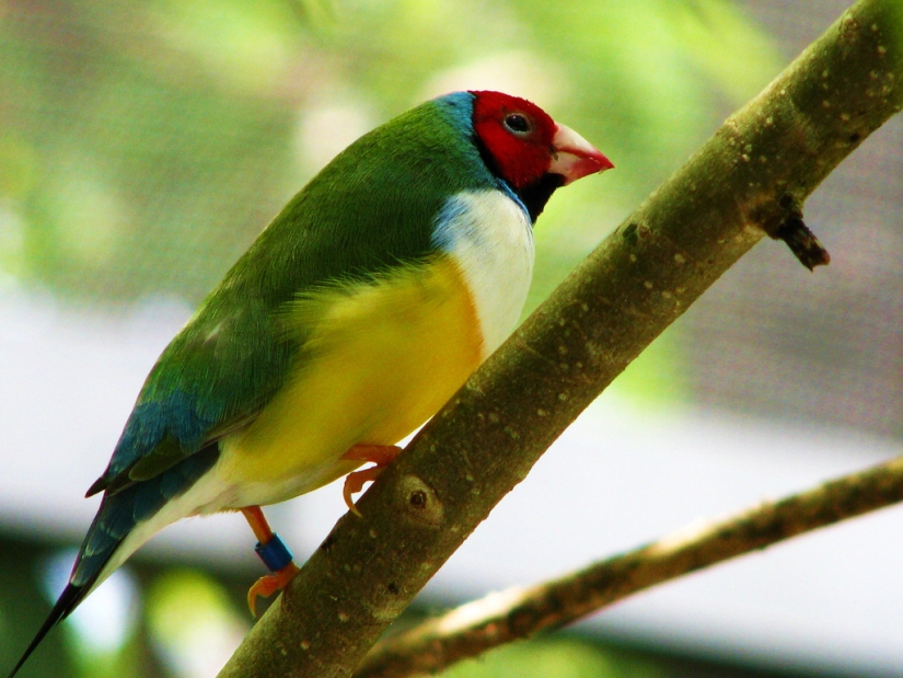 Gould's finches are one of the brightest and most beautiful birds.