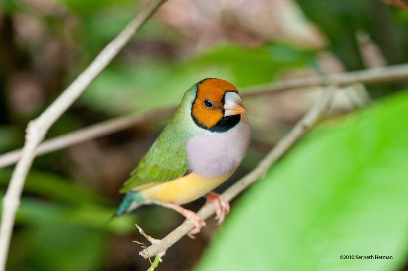 Gould's finches are one of the brightest and most beautiful birds.