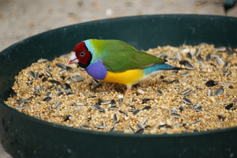 Gould's finches are one of the brightest and most beautiful birds.