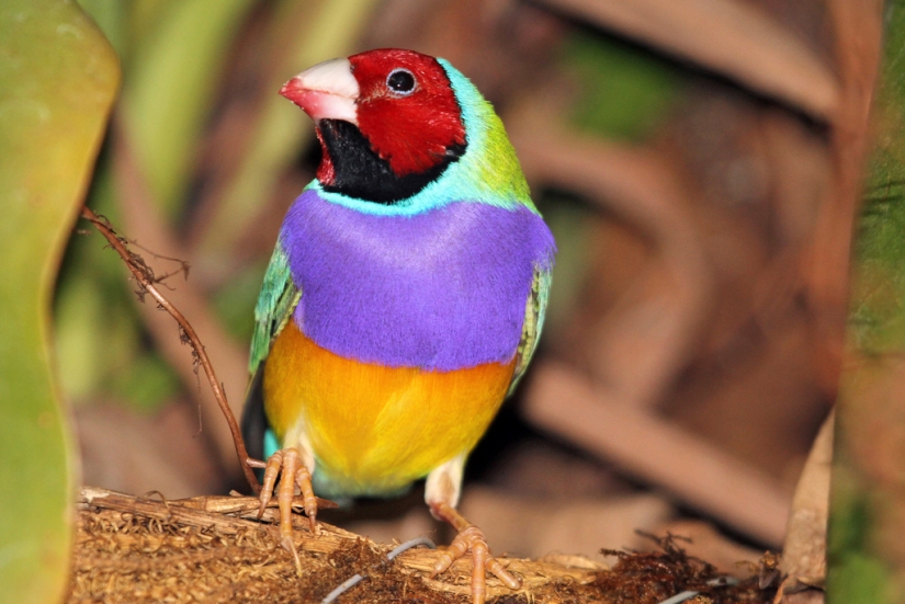 Gould's finches are one of the brightest and most beautiful birds.