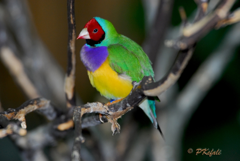 Gould's finches are one of the brightest and most beautiful birds.