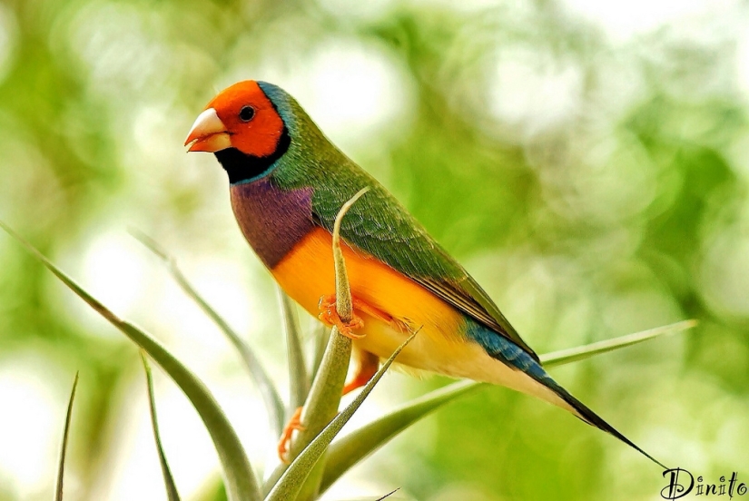 Gould's finches are one of the brightest and most beautiful birds.
