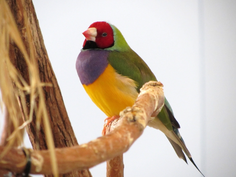Gould's finches are one of the brightest and most beautiful birds.