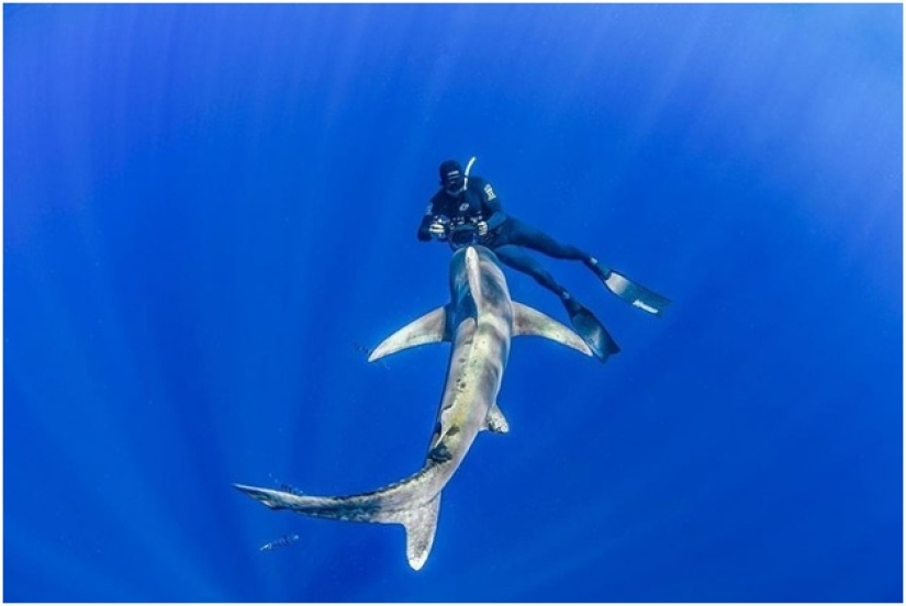 Graciosas sirenas en ingravidez en las pinturas de un fotógrafo submarino (14 fotos)