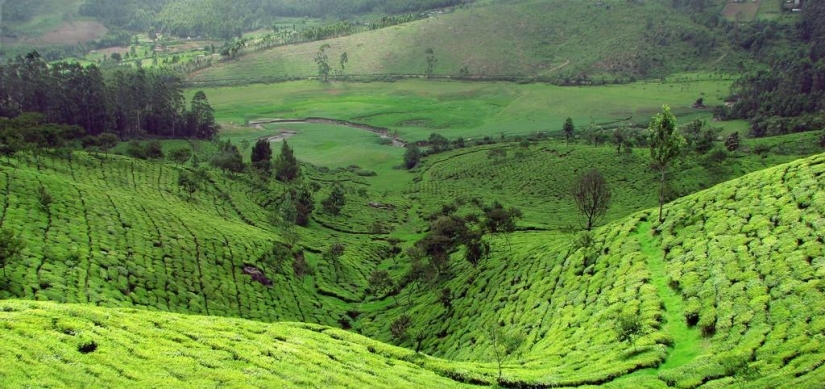 Green carpets of tea plantations in India Green carpets of tea plantations in India