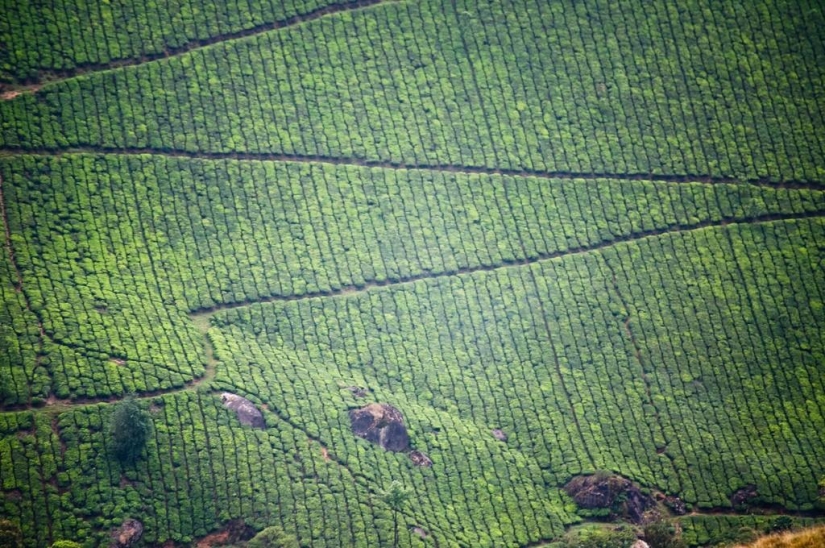 Green carpets of tea plantations in India Green carpets of tea plantations in India