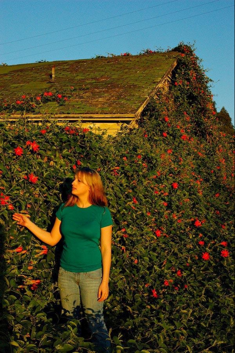 Green houses Green houses