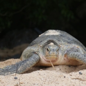 Green Turtles: The Little “Wanderers” In The Middle Of The Ocean