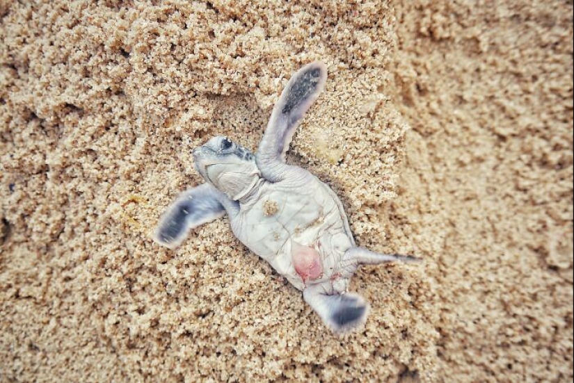 Green Turtles: The Little “Wanderers” In The Middle Of The Ocean