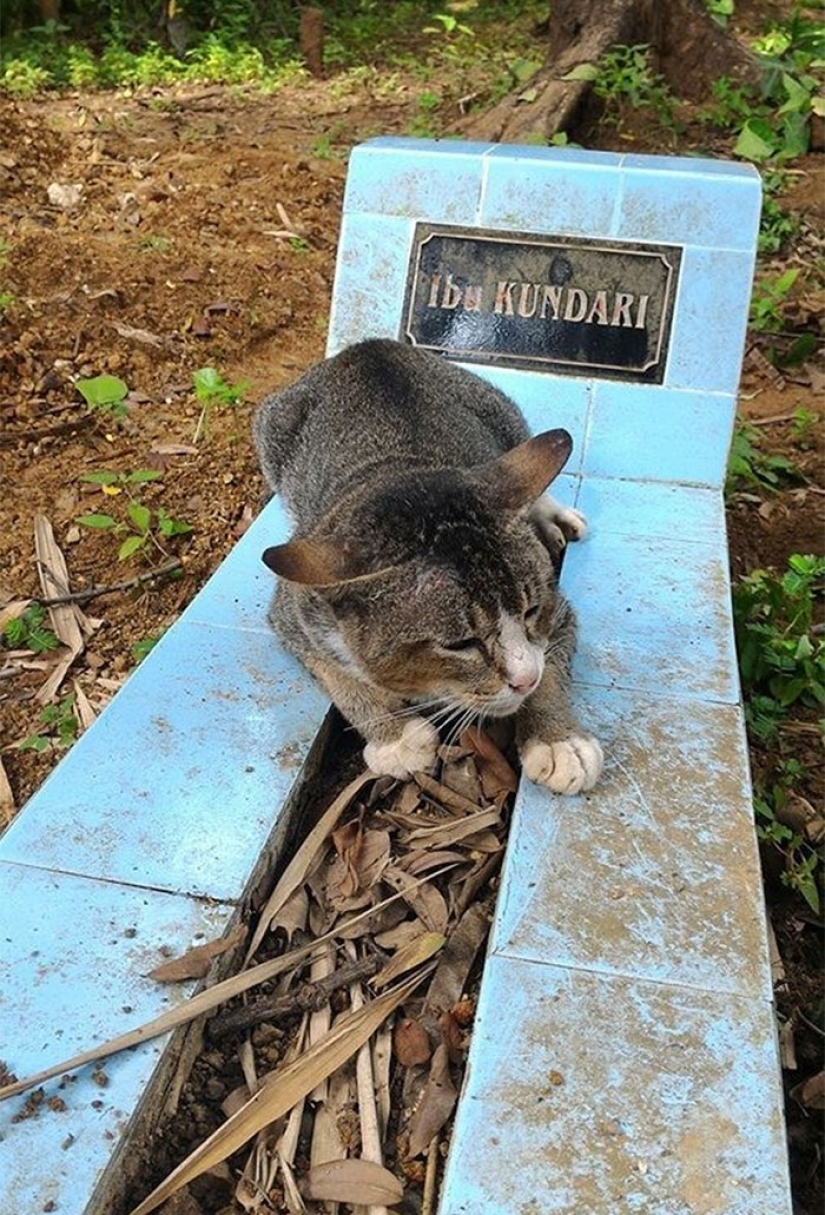 Grieving cat lives on the grave of his mistress for a whole year
