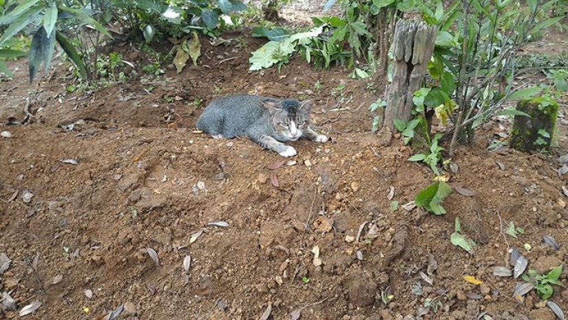 Grieving cat lives on the grave of his mistress for a whole year