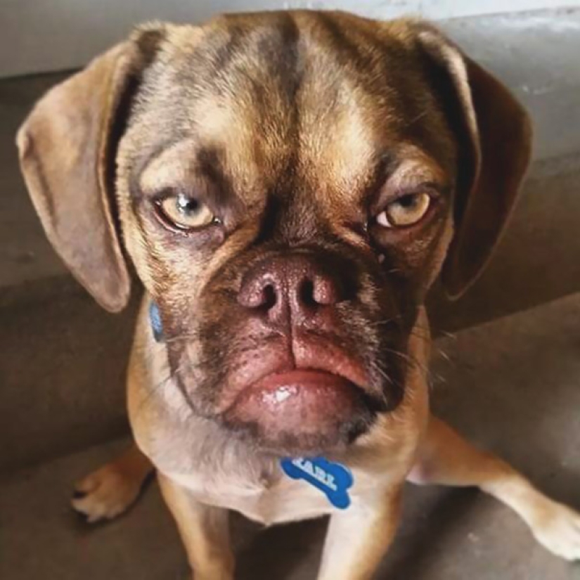 Grumpy Dog hates you even more than Grumpy Cat!