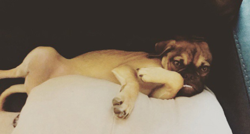 Grumpy Dog hates you even more than Grumpy Cat!