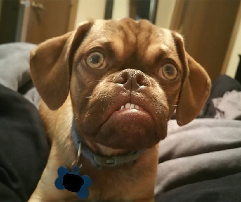 Grumpy Dog hates you even more than Grumpy Cat!