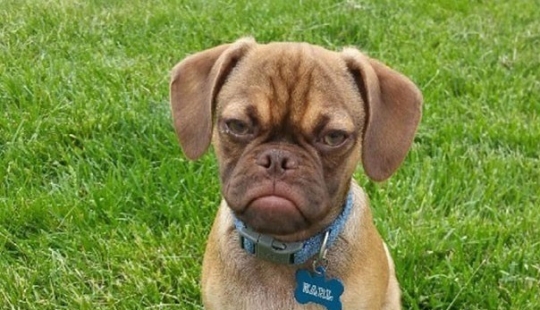 ¡Grumpy Dog te odia incluso más que Grumpy Cat! ¡Grumpy Dog te odia incluso más que Grumpy Cat!