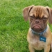 ¡Grumpy Dog te odia incluso más que Grumpy Cat!