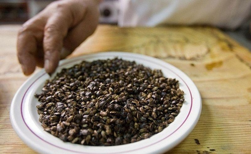 Guía fotográfica de insectos comestibles