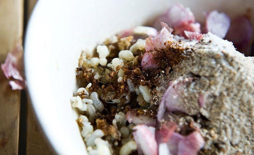 Guía fotográfica de insectos comestibles