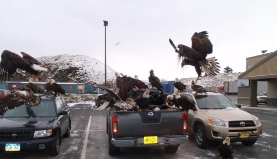 Águilas-palomas de Alaska: cómo el símbolo nacional de los Estados Unidos merodea por la basura Águilas-palomas de Alaska: cómo el símbolo nacional de los Estados Unidos merodea por la basura