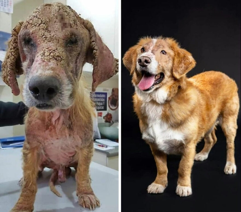 Guy comparte 12 increíbles transformaciones de perros de rescate antes y después y muestra lo que el amor puede hacer Guy comparte 12 increíbles transformaciones de perros de rescate antes y después y muestra lo que el amor puede hacer