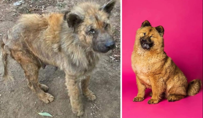 Guy comparte 12 increíbles transformaciones de perros de rescate antes y después y muestra lo que el amor puede hacer Guy comparte 12 increíbles transformaciones de perros de rescate antes y después y muestra lo que el amor puede hacer