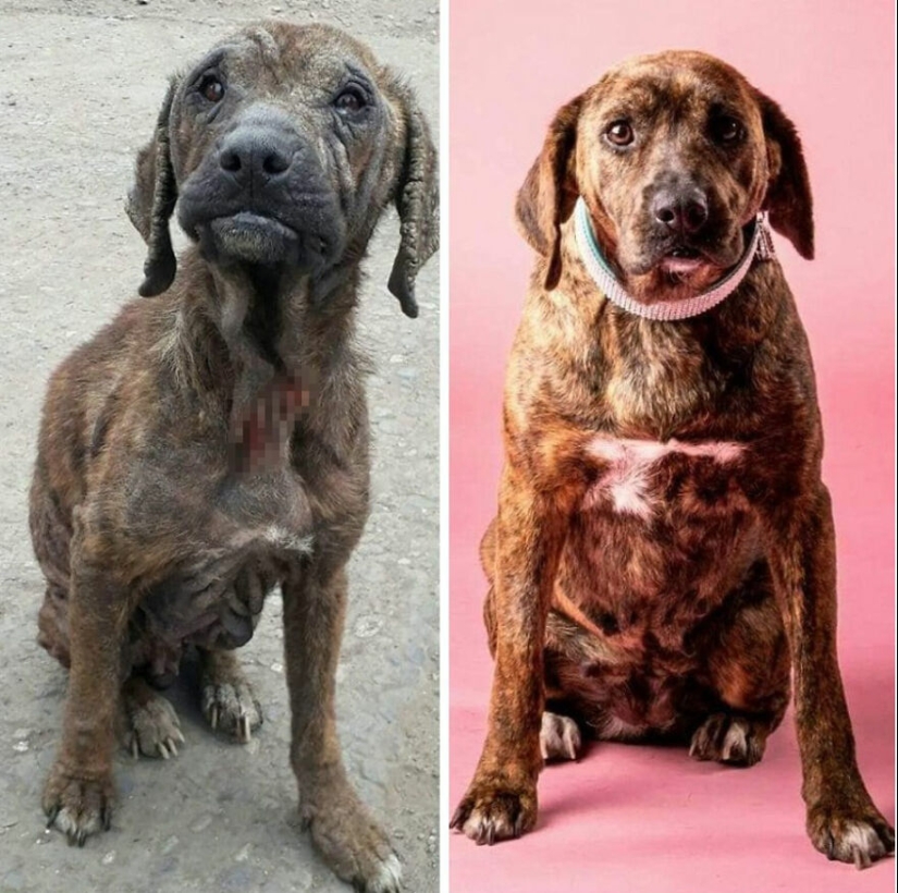 Guy comparte 12 increíbles transformaciones de perros de rescate antes y después y muestra lo que el amor puede hacer Guy comparte 12 increíbles transformaciones de perros de rescate antes y después y muestra lo que el amor puede hacer
