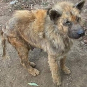 Guy Shares 12 Incredible Before & After Rescue Dog Transformations, Shows What Love Can Do