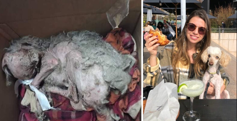 Guy Shares 12 Incredible Before & After Rescue Dog Transformations, Shows What Love Can Do Guy Shares 12 Incredible Before & After Rescue Dog Transformations, Shows What Love Can Do