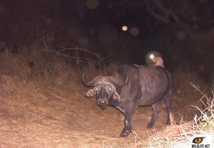 Hacer autostop en el mundo animal. ¡Imágenes únicas! Hacer autostop en el mundo animal. ¡Imágenes únicas!