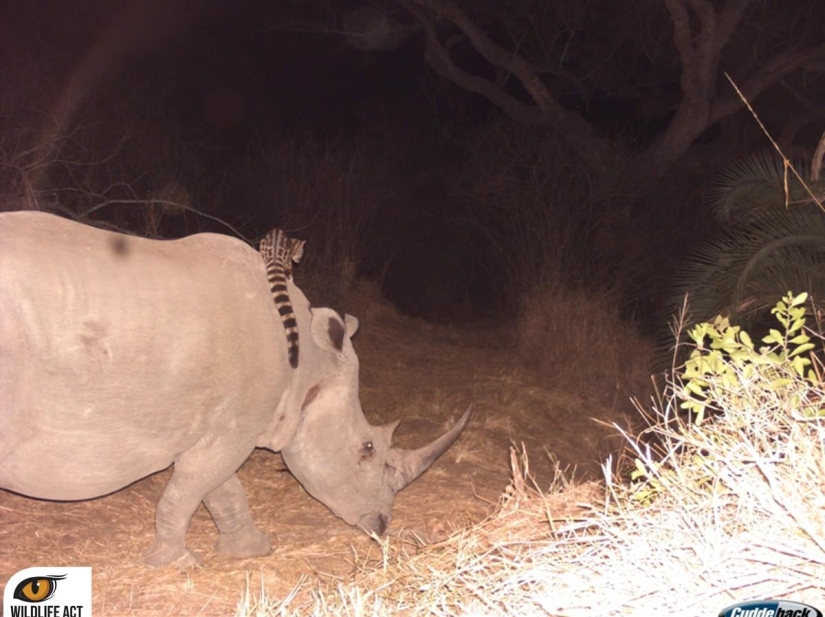 Hacer autostop en el mundo animal. ¡Imágenes únicas! Hacer autostop en el mundo animal. ¡Imágenes únicas!
