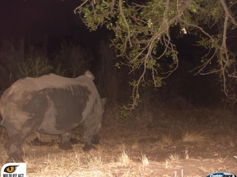 Hacer autostop en el mundo animal. ¡Imágenes únicas! Hacer autostop en el mundo animal. ¡Imágenes únicas!
