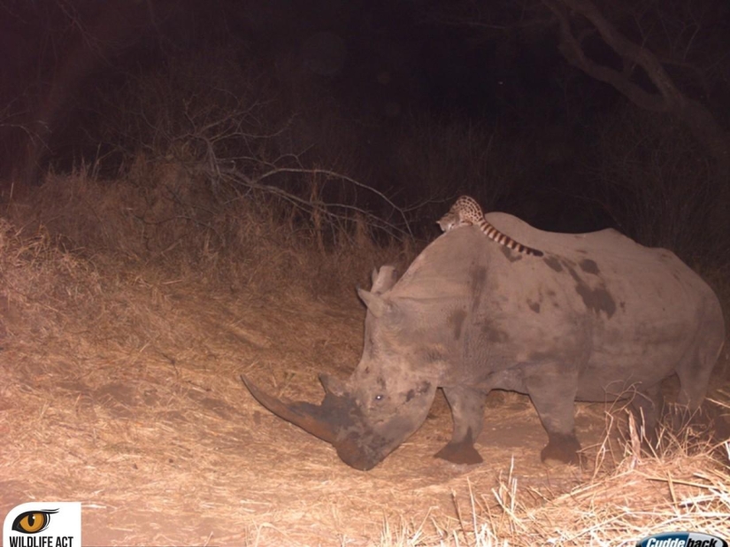 Hacer autostop en el mundo animal. ¡Imágenes únicas! Hacer autostop en el mundo animal. ¡Imágenes únicas!