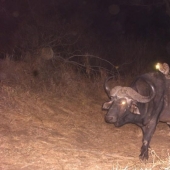 Hacer autostop en el mundo animal. ¡Imágenes únicas!