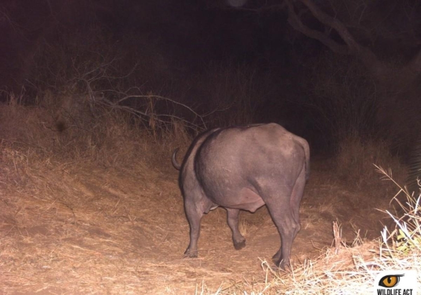 Hacer autostop en el mundo animal. ¡Imágenes únicas! Hacer autostop en el mundo animal. ¡Imágenes únicas!