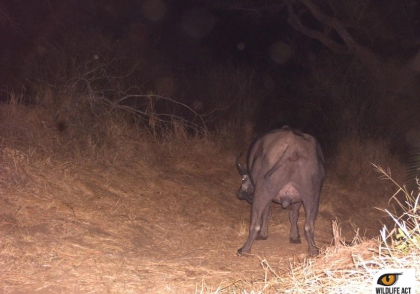 Hacer autostop en el mundo animal. ¡Imágenes únicas! Hacer autostop en el mundo animal. ¡Imágenes únicas!
