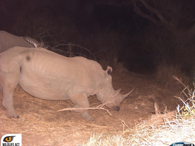 Hacer autostop en el mundo animal. ¡Imágenes únicas! Hacer autostop en el mundo animal. ¡Imágenes únicas!